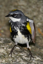 Warbler - 